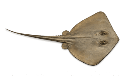 Stingray