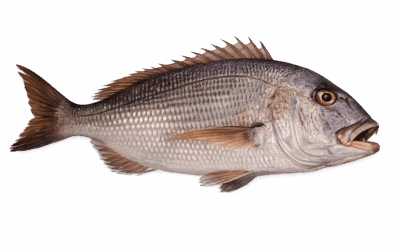 Common dentex