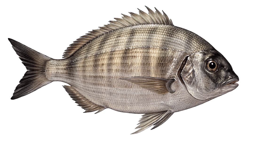 White seabream