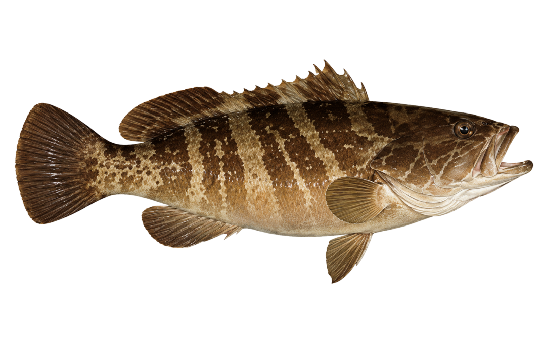White grouper