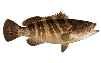 White grouper