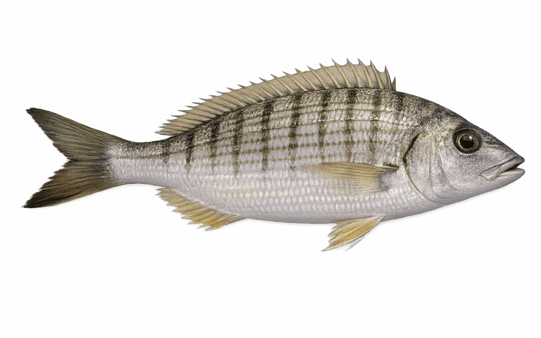Striped bream