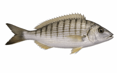 Striped bream