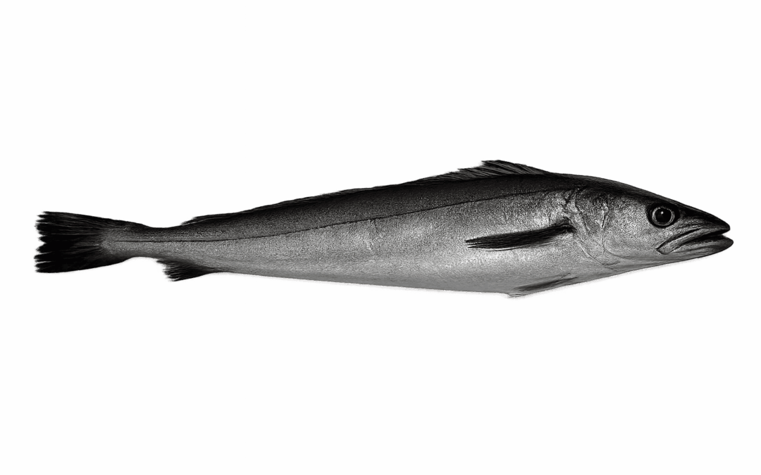 European hake