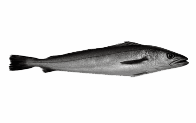 European hake
