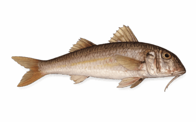 Red mullet