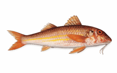 Striped red mullet