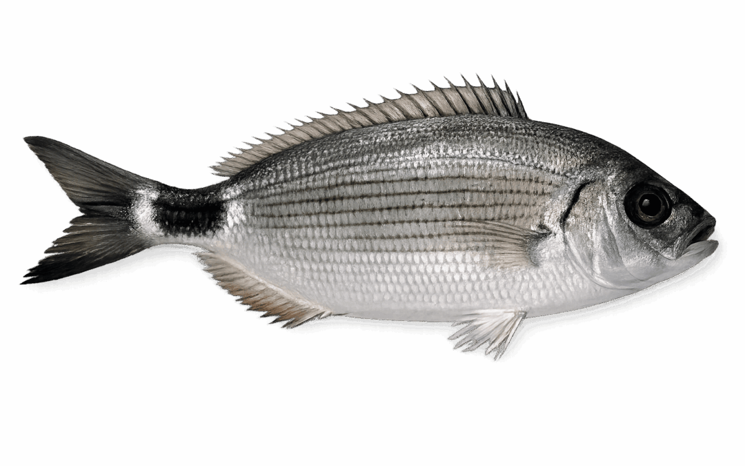 Saddled seabream