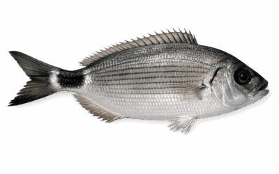 Saddled seabream