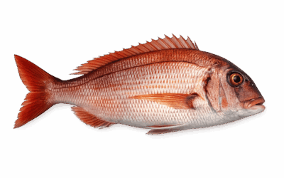 Common bream
