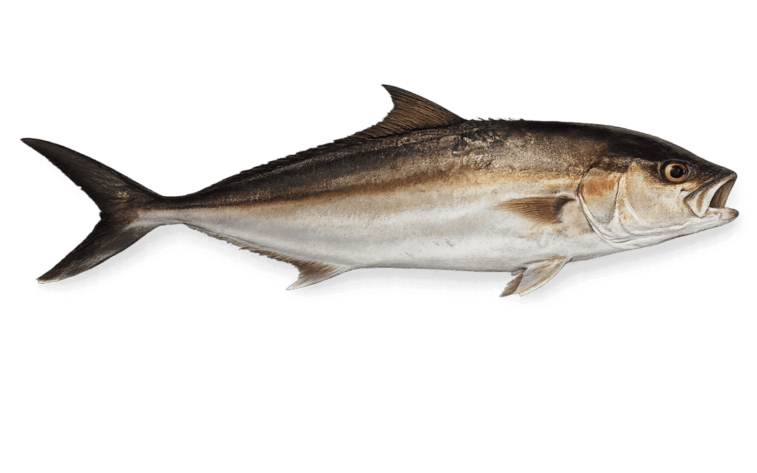 Greater amberjack