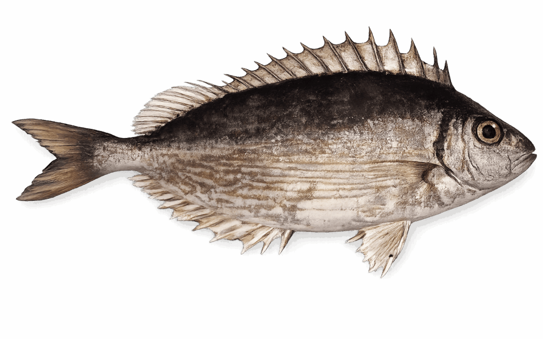 Marbled spinefoot
