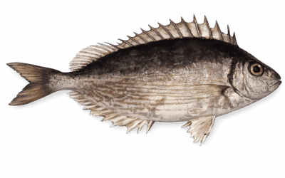 Marbled spinefoot