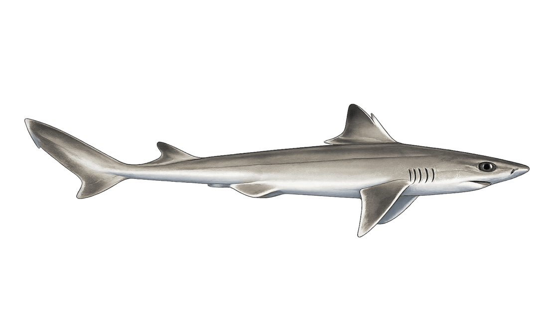 Piked dogfish
