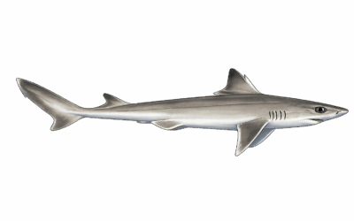 Piked dogfish