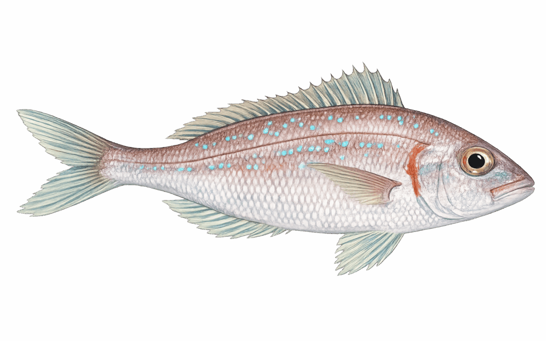 Common pandora
