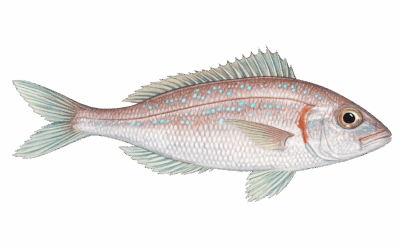 Common pandora